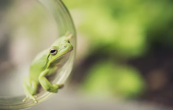 Frog, green, amphibian
