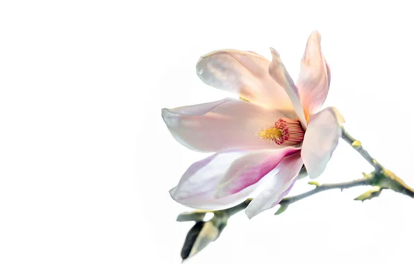 Picture macro, spring, petals, Magnolia