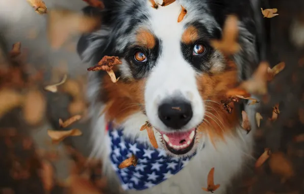 Autumn, look, each, dog