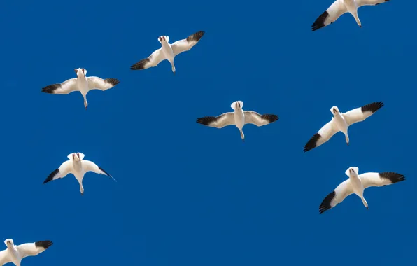 The sky, flight, birds, wings, geese