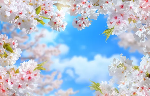 Clouds, light, flowers, branches, cherry, blue, spring, Sakura