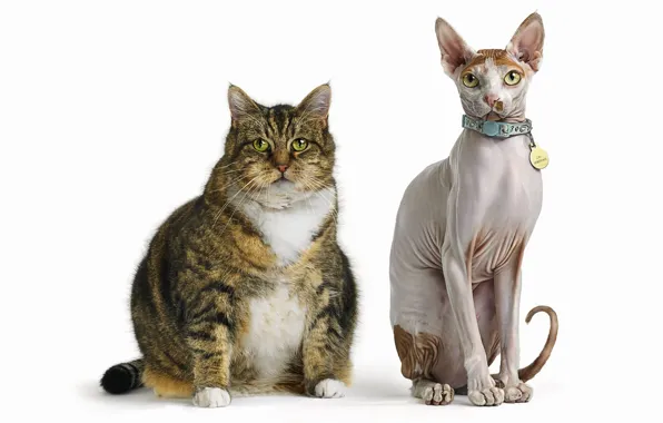 Paws, Cats, tail, medal, ears, friends, breed