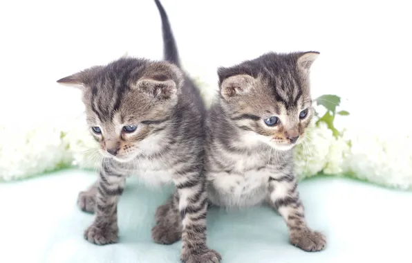 Kittens, kids, twins