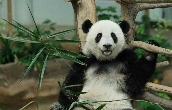 Face, leaves, nature, pose, smile, tree, bamboo, bear