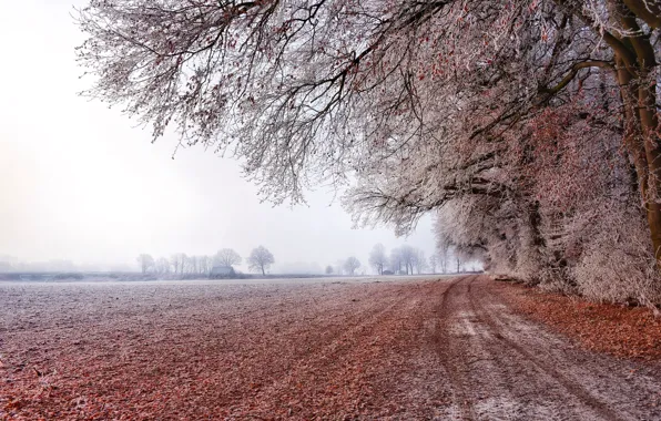 Picture frost, road, field, trees