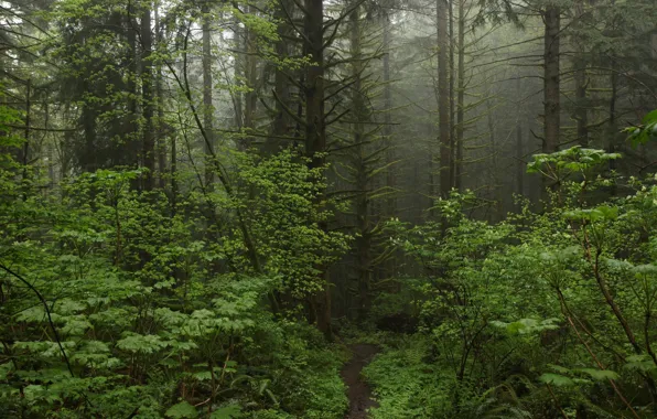 Picture forest, trees, nature, path