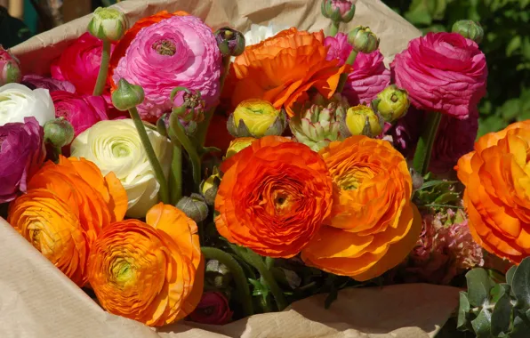 Colorful, buttercups, Ranunculus, a large bouquet