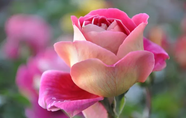 Macro, nature, roses, petals, buds