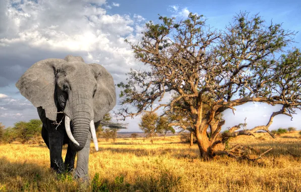 Picture the sun, nature, tree, elephant