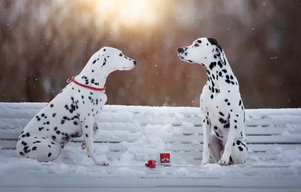 Winter, dogs, flower, the sun, rays, light, snow, love