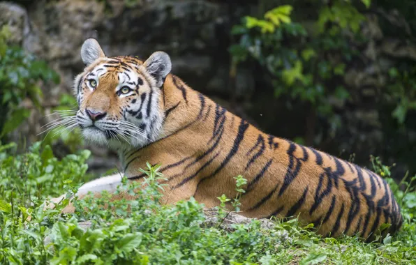 Picture cat, grass, look, tiger, Amur, ©Tambako The Jaguar