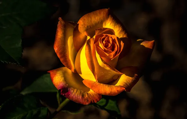 Flower, drops, light, the dark background, rose, orange, petals, Bud