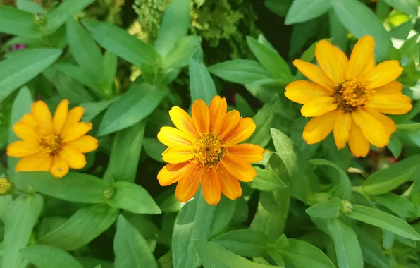 Greens, flowers, trio