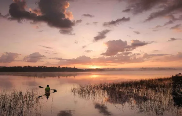 Picture forest, fog, river, morning