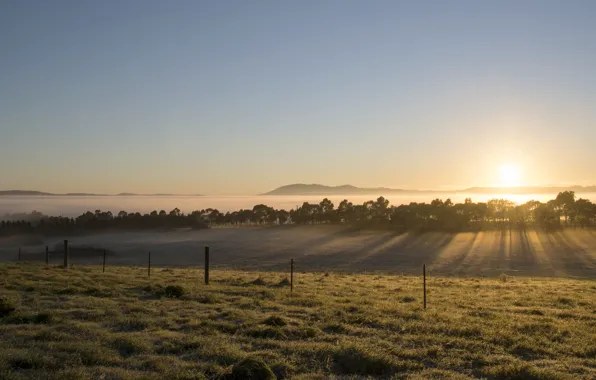 Field, the sun, trees, fog, dawn, morning, haze