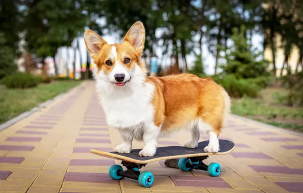 Picture dog, animal, board, cute, active, adorable, cardigan, corgi