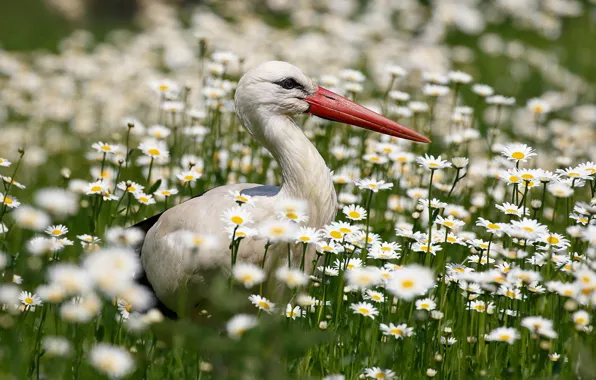 Picture look, flowers, bird, glade, portrait, chamomile, stork, profile