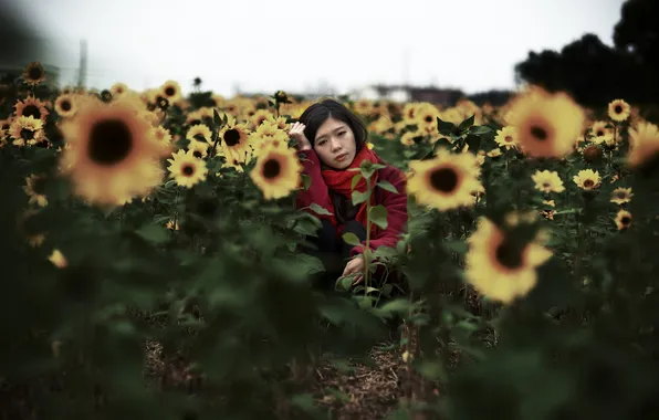 Girl, sunflowers, Asian