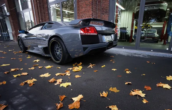 Autumn, Lamborghini, back