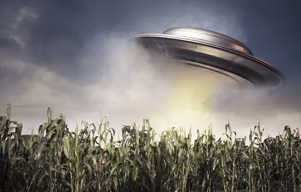 Field, UFO, corn