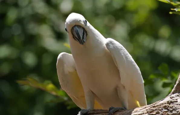 Bird, parrot, cockatoo