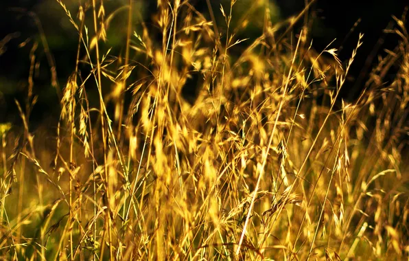 Picture field, macro, nature, stems, glade, grain, ears, nature