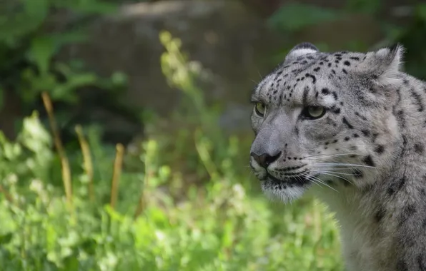 Face, predator, IRBIS, snow leopard, wild cat