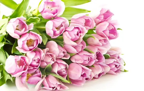 Picture flowers, tulips, pink
