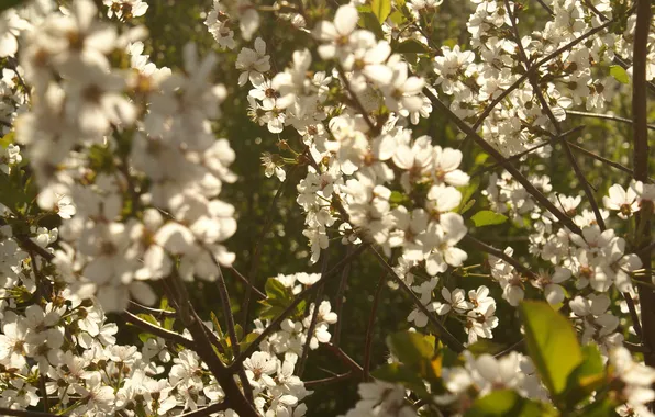 Picture cherry, may, cottage