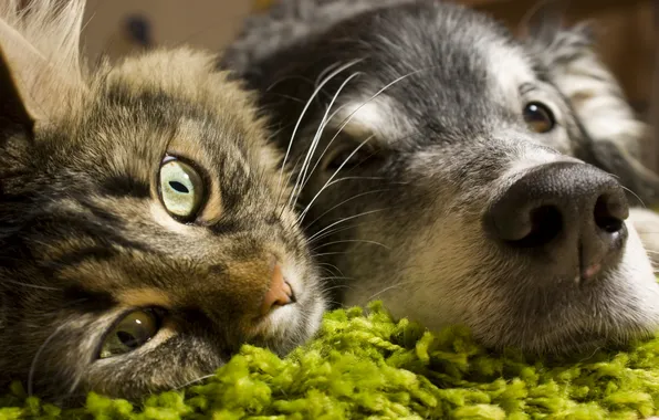 Picture animals, cat, look, dog, friendship, faces