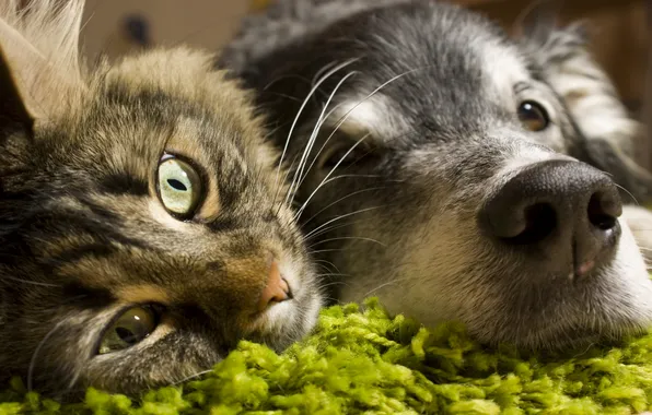 Animals, cat, look, dog, friendship, faces