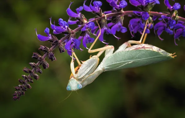 Picture look, macro, flowers, green, background, mantis, insect, lilac