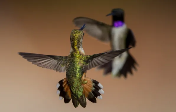 Picture bird, wings, Buffy Hummingbird, Montenegro archilochus