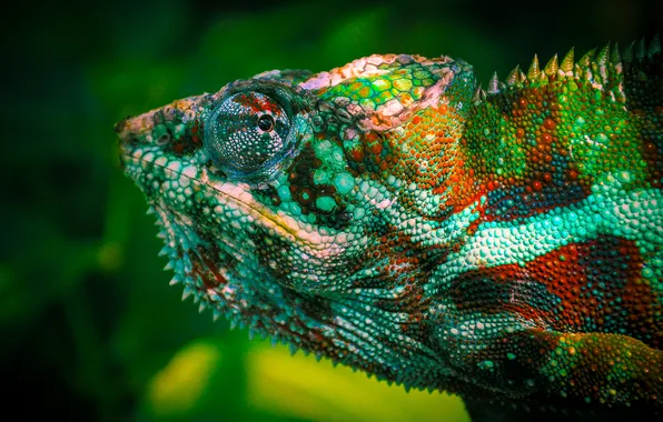 Eyes, chameleon, color, lizard