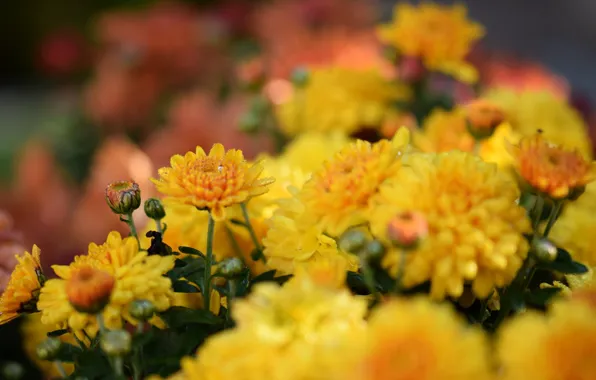 Summer, flowers, Rosa, morning, yellow, flowering, chrysanthemum