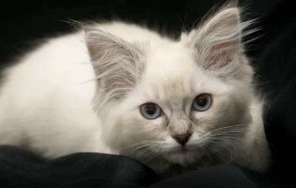 Cat, white, cat, look, the dark background, kitty, portrait, ragdoll