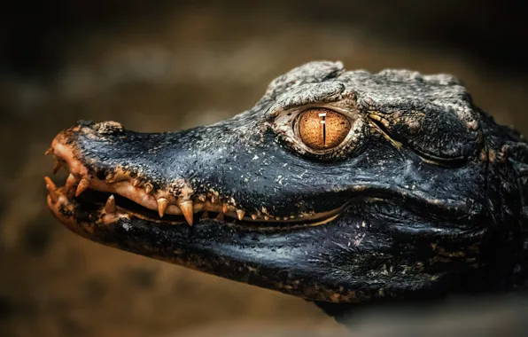 Eyes, look, face, the dark background, crocodile, alligator, reptile