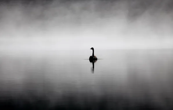 Nature, lake, Swan