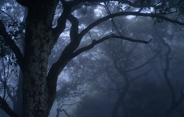 Forest, trees, branches, nature, fog, Japan, Japan, Shimonoseki