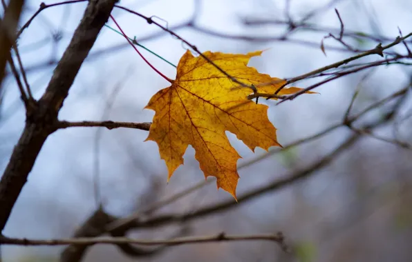 Autumn, macro, sheet, yellow, branch