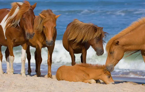Sea, horses, horse, foal
