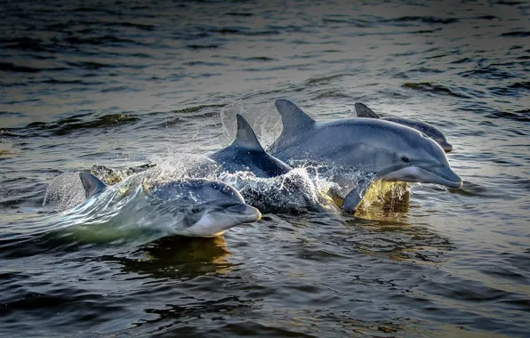 SQUIRT, PACK, DOLPHINS, MAMMALS