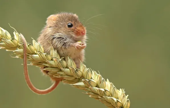 Nature, grain, mouse, the mouse is tiny