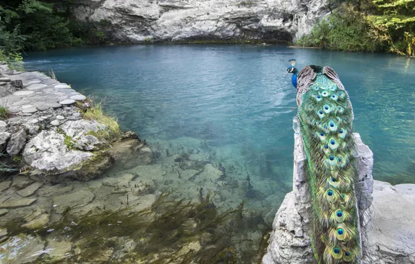 Water, mountains, lake, bird, peacock