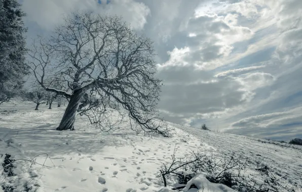 Winter, field, snow, landscape, tree