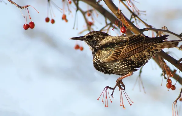 The sky, branches, berries, bird, fruit, Kalina, Starling