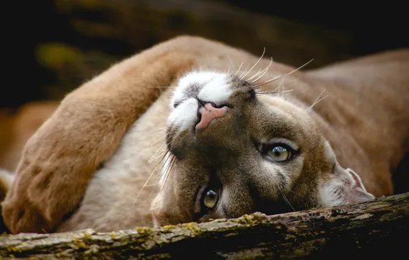 Picture look, face, portrait, paws, lies, log, Puma, Cougar