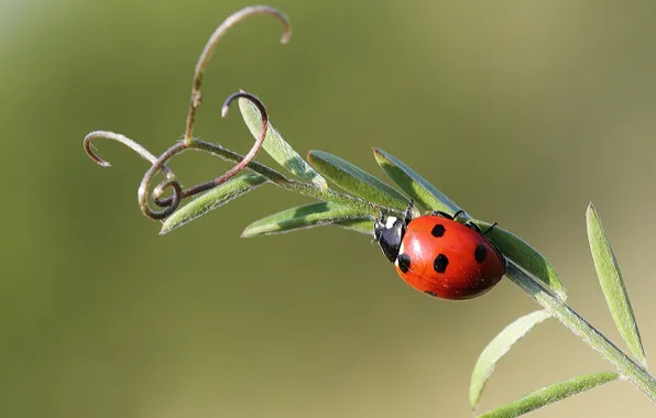 Picture ladybug, insect, antennae, a blade of grass