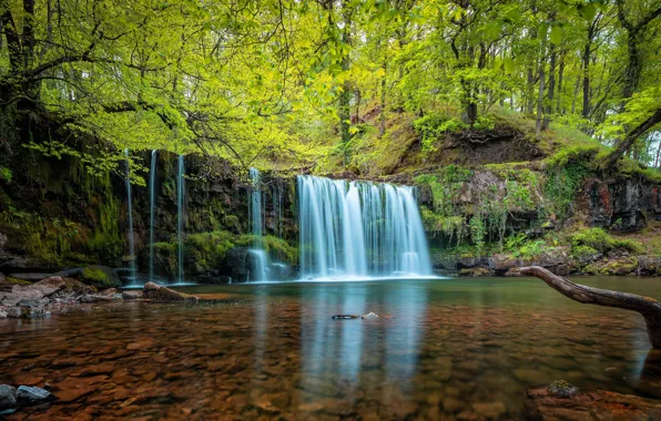 Picture greens, forest, branches, stones, shore, foliage, waterfall, stream