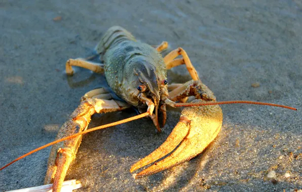 SAND, SHORE, MUSTACHE, CANCER, CLAWS